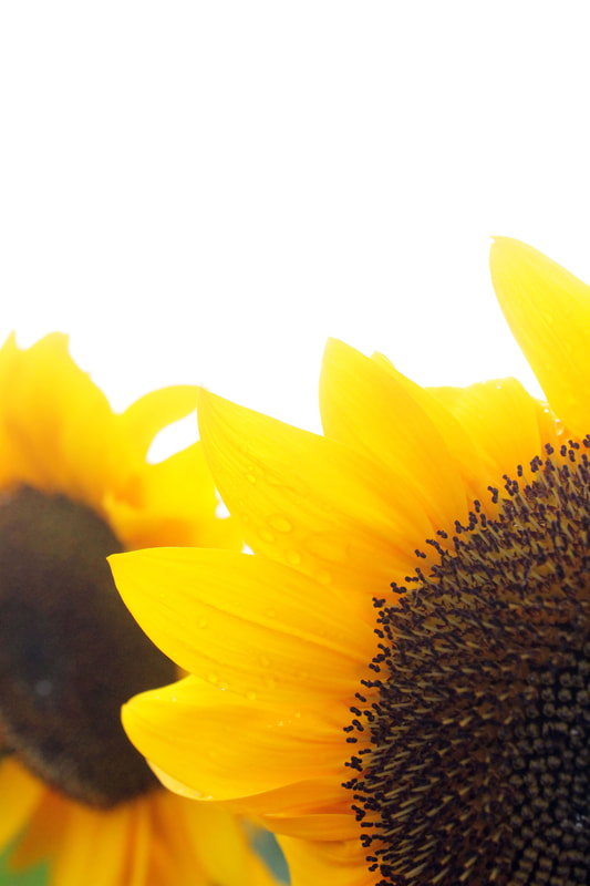 "Sunflower" by Katie Kidwell (Photograph)